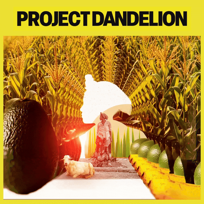 Women leading change - Project Dandelion